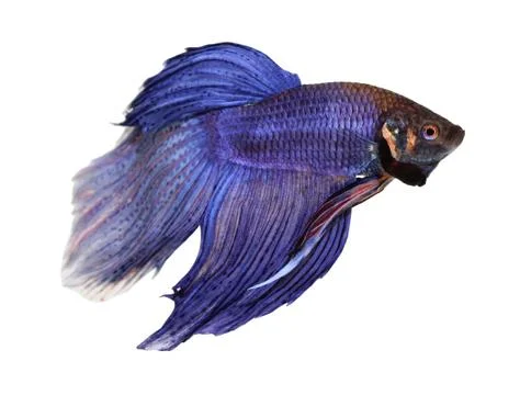 Siamese fighting fish , betta isolated on white background Stock Photos