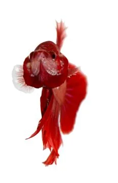 Siamese fighting fish , betta isolated on white background Stock Photos