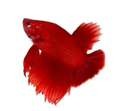 Siamese fighting fish , betta isolated on white background Stock Photos