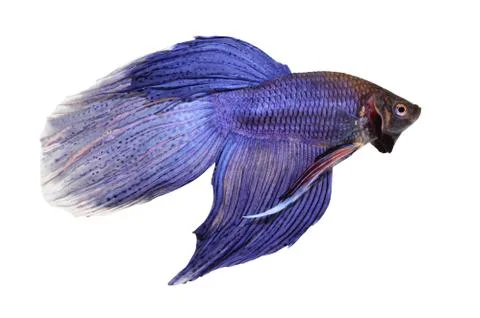 Siamese fighting fish , betta isolated on white background Stock Photos