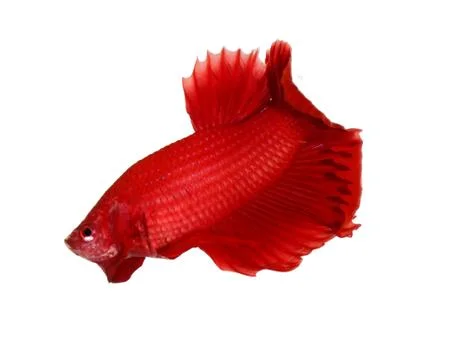 Siamese fighting fish , betta isolated on white background Stock Photos