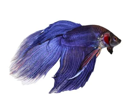 Siamese fighting fish , betta isolated on white background Stock Photos