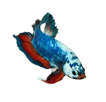 Siamese fighting fish , betta isolated on white background Stock Photos