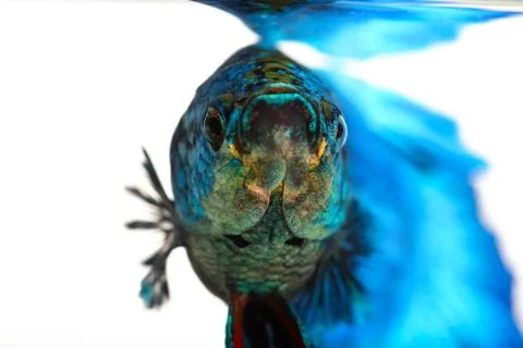 Siamese fighting fish , betta isolated on white background Stock Photos