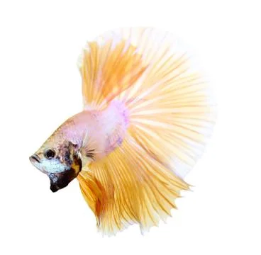 Siamese fighting fish , betta isolated on white background Stock Photos