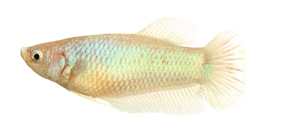 Siamese fighting fish , betta isolated on white background Stock Photos
