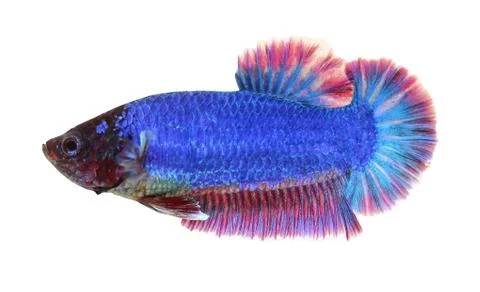 Siamese fighting fish , betta isolated on white background Stock Photos