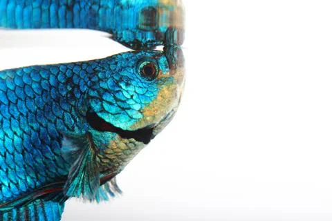 Siamese fighting fish , betta isolated on white background Stock Photos