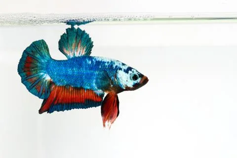 Siamese fighting fish , betta isolated on white background Stock Photos