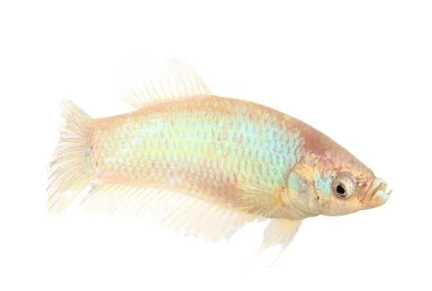 Siamese fighting fish , betta isolated on white background Stock Photos