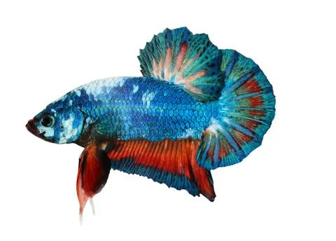 Siamese fighting fish , betta isolated on white background Stock Photos