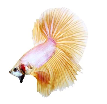 Siamese fighting fish , betta isolated on white background Stock Photos