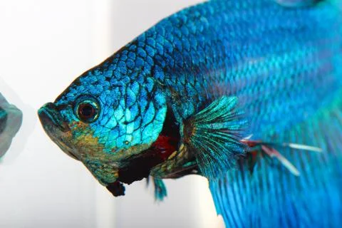 Siamese fighting fish , betta isolated on white background Stock Photos