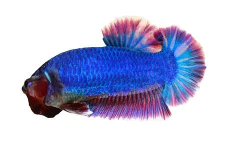 Siamese fighting fish , betta isolated on white background Stock Photos