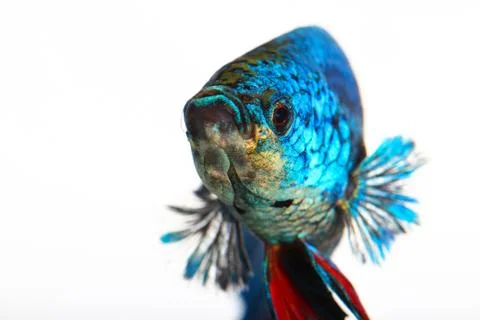 Siamese fighting fish , betta isolated on white background Stock Photos