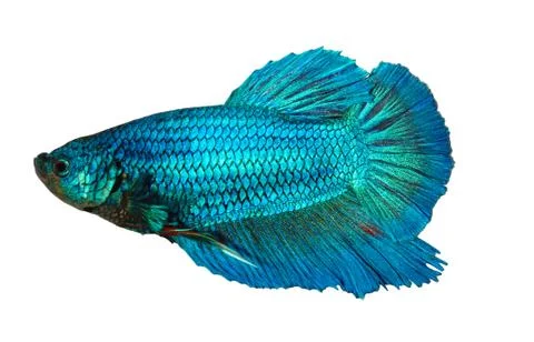 Siamese fighting fish , betta isolated on white background Stock Photos