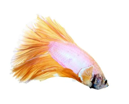 Siamese fighting fish , betta isolated on white background Stock Photos