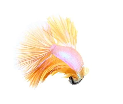 Siamese fighting fish , betta isolated on white background Stock Photos