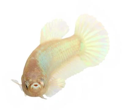 Siamese fighting fish , betta isolated on white background Stock Photos