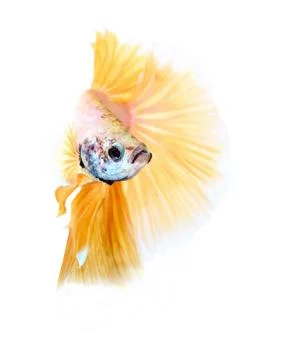 Siamese fighting fish , betta isolated on white background Stock Photos