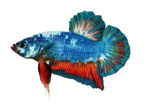 Siamese fighting fish , betta isolated on white background Stock Photos