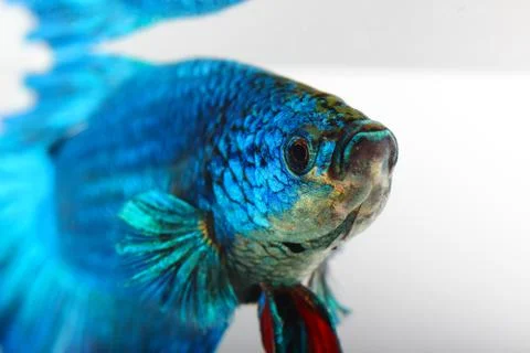 Siamese fighting fish , betta isolated on white background Stock Photos