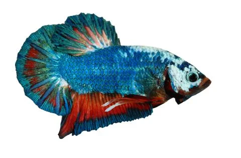 Siamese fighting fish , betta isolated on white background Stock Photos