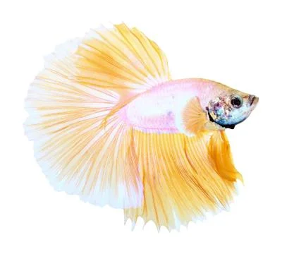 Siamese fighting fish , betta isolated on white background Stock Photos