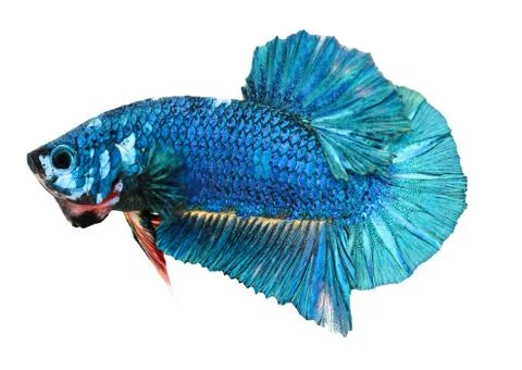 Siamese fighting fish , betta isolated on white background Stock Photos