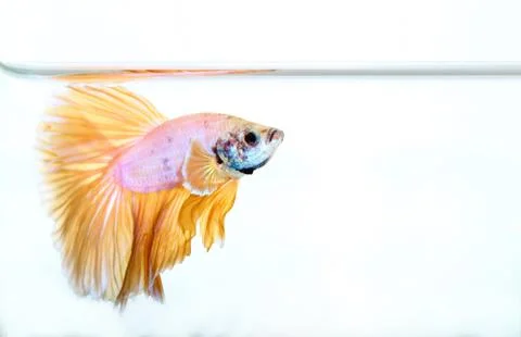Siamese fighting fish , betta isolated on white background Stock Photos