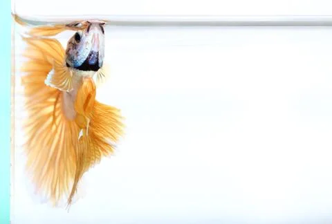 Siamese fighting fish , betta isolated on white background Stock Photos