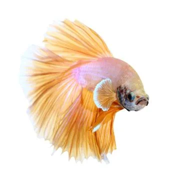 Siamese fighting fish , betta isolated on white background Stock Photos