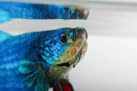 Siamese fighting fish , betta isolated on white background Stock Photos