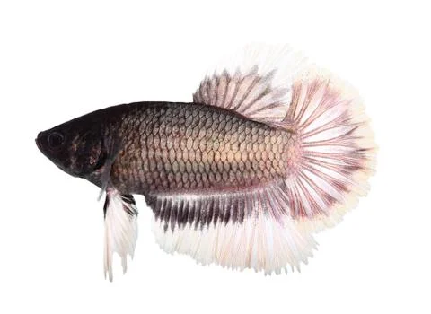 Siamese fighting fish , betta isolated on white background Stock Photos