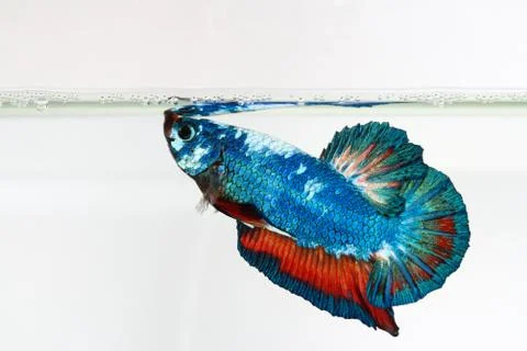 Siamese fighting fish , betta isolated on white background Stock Photos