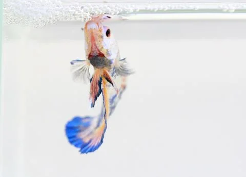 Siamese fighting fish , betta isolated on white background Stock Photos