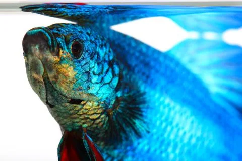 Siamese fighting fish , betta isolated on white background Stock Photos