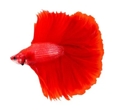 Siamese fighting fish , betta isolated on white background Stock Photos