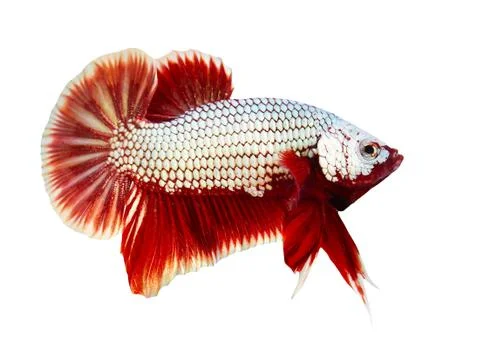 Siamese fighting fish , betta isolated on white background Stock Photos