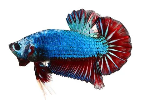 Siamese fighting fish , betta isolated on white background Stock Photos