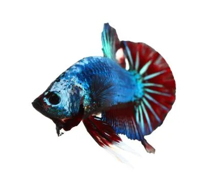 Siamese fighting fish , betta isolated on white background Stock Photos