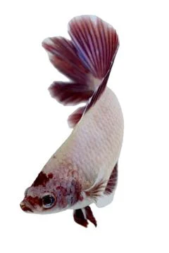 Siamese fighting fish , betta isolated on white background. Stock Photos