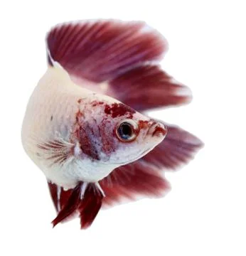 Siamese fighting fish , betta isolated on white background. Stock Photos