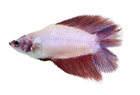 Siamese fighting fish , betta isolated on white background. Stock Photos