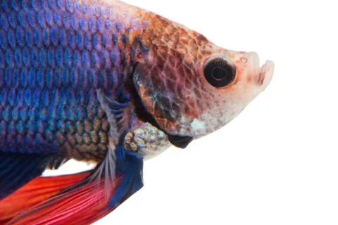 Siamese fighting fish , betta isolated on white background. Stock Photos