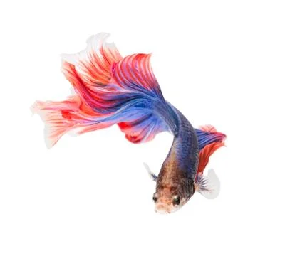 Siamese fighting fish , betta isolated on white background. Stock Photos