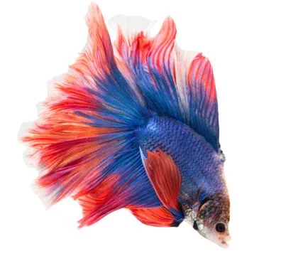Siamese fighting fish , betta isolated on white background. Stock Photos