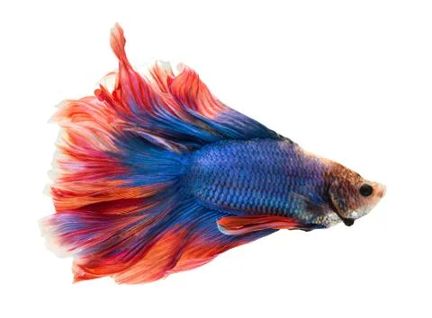 Siamese fighting fish , betta isolated on white background. Stock Photos