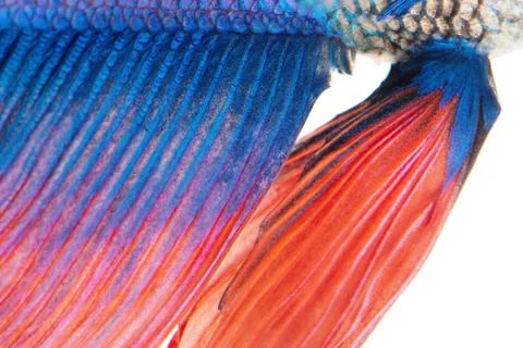 Siamese fighting fish , betta isolated on white background. Stock Photos