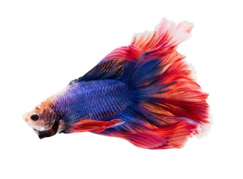Siamese fighting fish , betta isolated on white background. Stock Photos